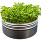 Untamed Health Mini Tini Microgreens Grow Kit Alfalfa