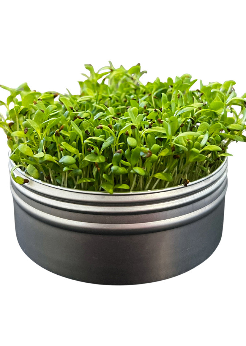 Untamed Health Mini Tini Microgreens Grow Kit Alfalfa