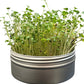 Untamed Health Mini Tini Microgreens Grow Kit Broccoli