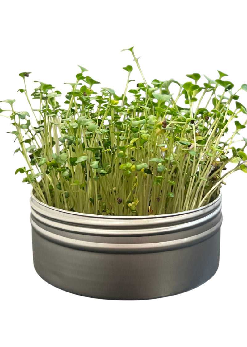 Untamed Health Mini Tini Microgreens Grow Kit Broccoli